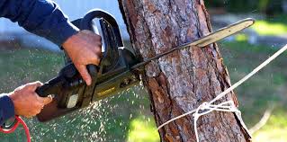 Best Tree and Shrub Care  in Hillsville, VA