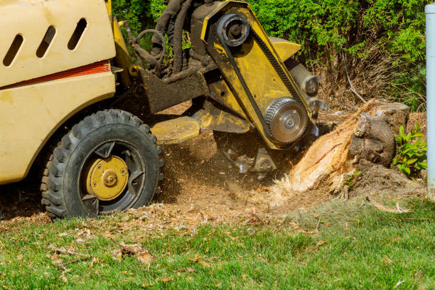 Best Tree Trimming and Pruning  in Hillsville, VA