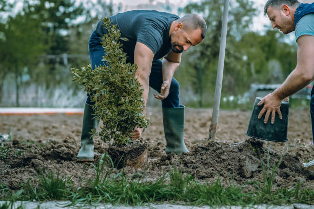 Best Lawn Grading and Leveling  in Hillsville, VA