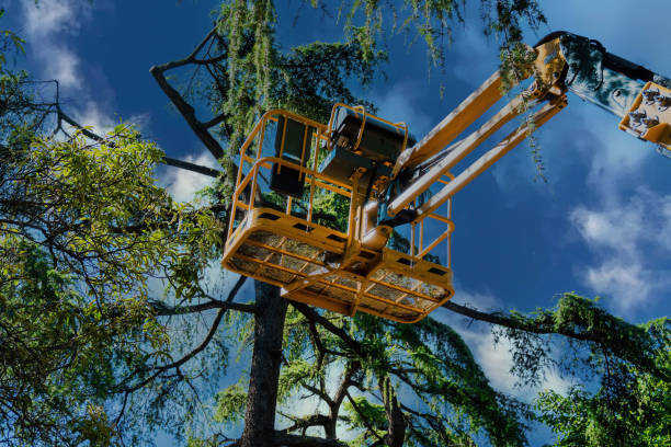 Trusted Hillsville, VA Tree Services Experts