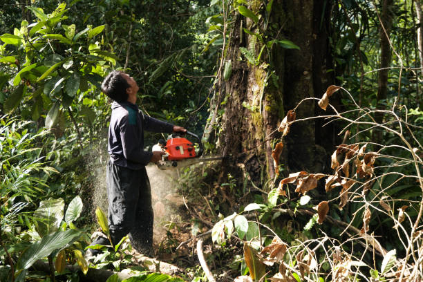 Best Hazardous Tree Removal  in Hillsville, VA