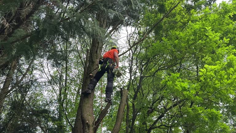 Hillsville, VA Tree Services Company