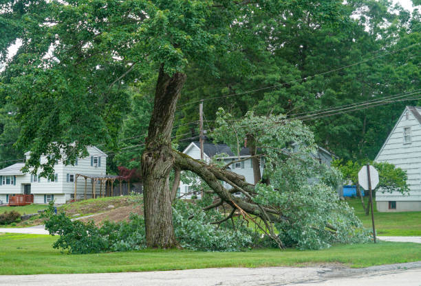 Best Firewood Processing and Delivery  in Hillsville, VA