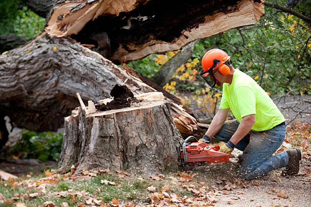 Best Tree Maintenance Programs  in Hillsville, VA