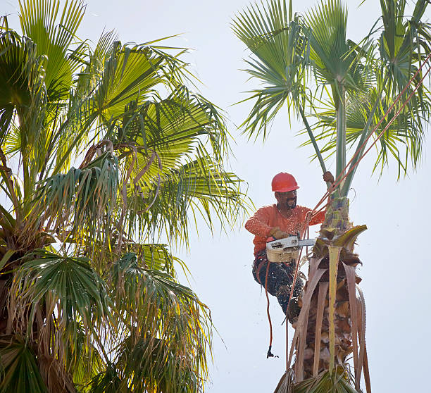 Best Commercial Tree Services  in Hillsville, VA