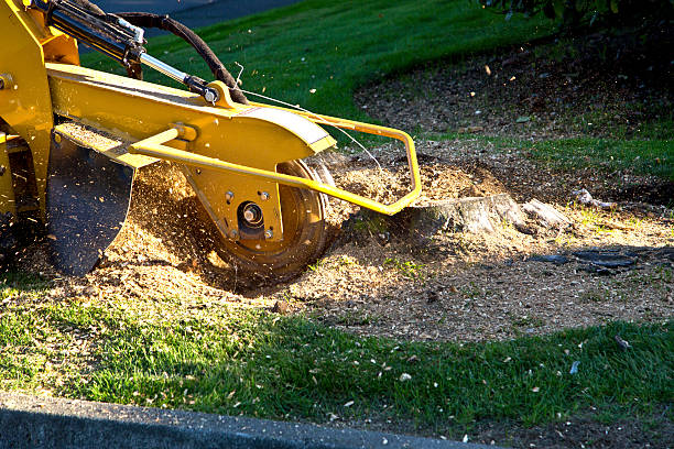 Best Stump Grinding and Removal  in Hillsville, VA