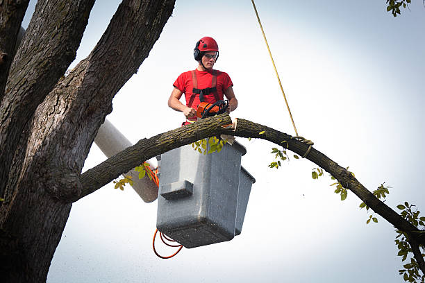 Best Fruit Tree Pruning  in Hillsville, VA