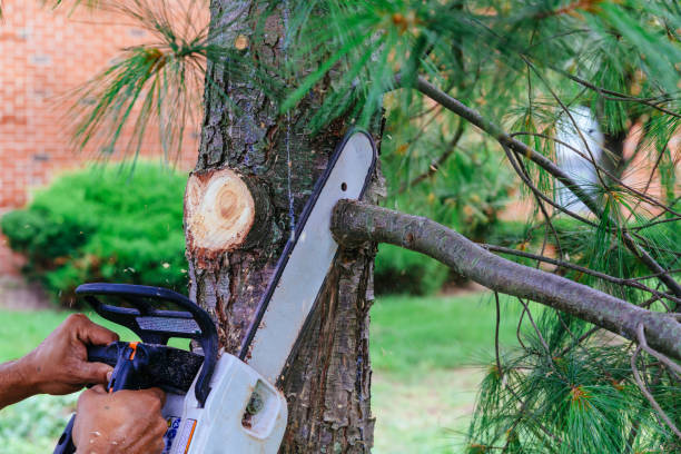 How Our Tree Care Process Works  in  Hillsville, VA